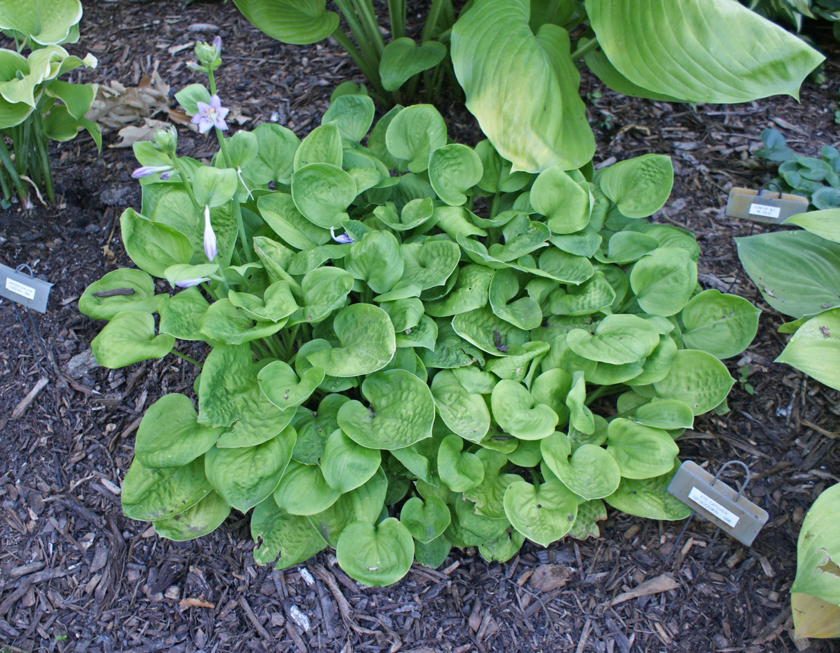 Eye Catcher Hosta
