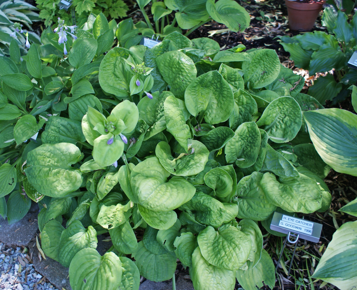 Eye Catcher Hosta