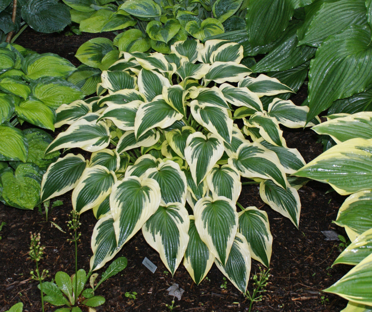 Fantabulous Hosta