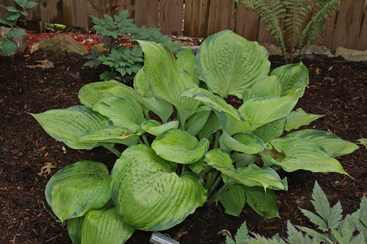 Final Summation Hosta