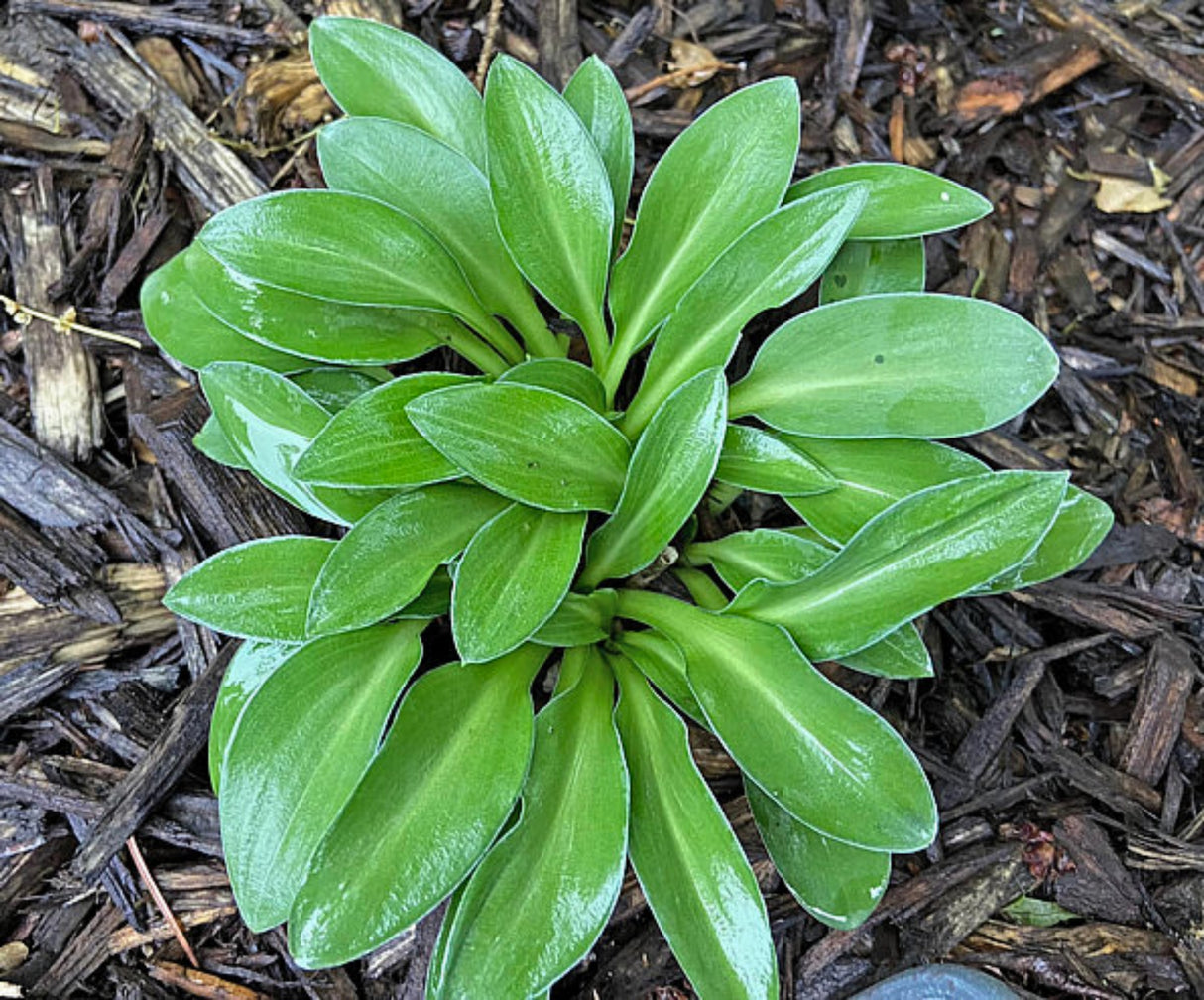Fingertips Hosta