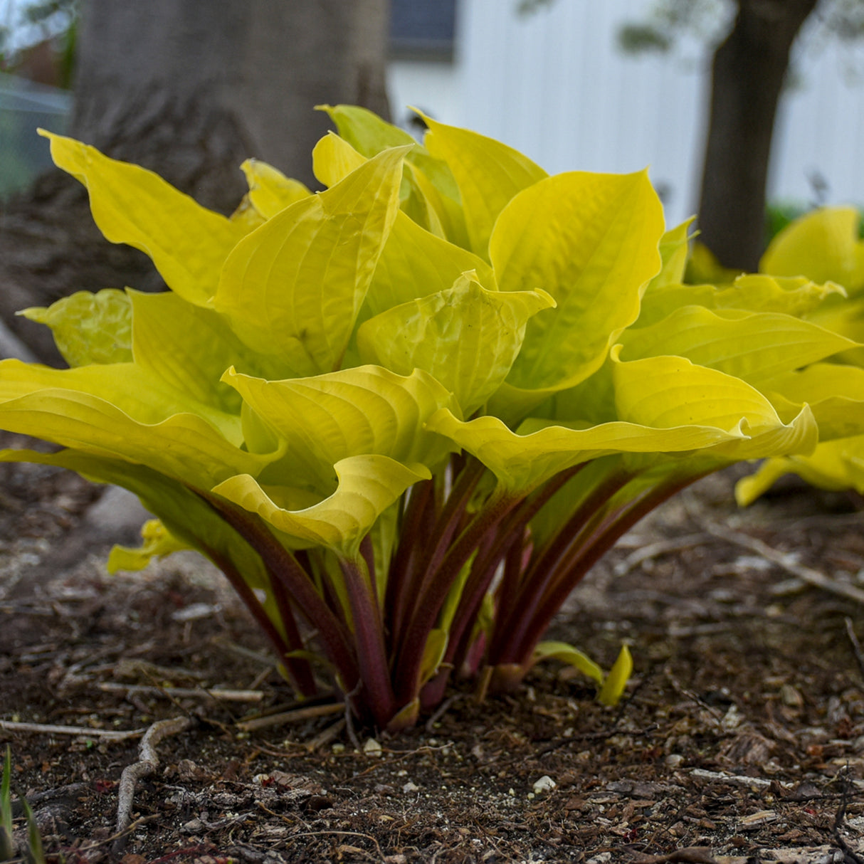 Fire Island Hosta