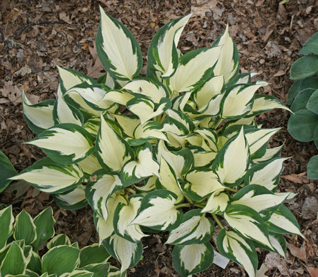 Fire and Ice Hosta