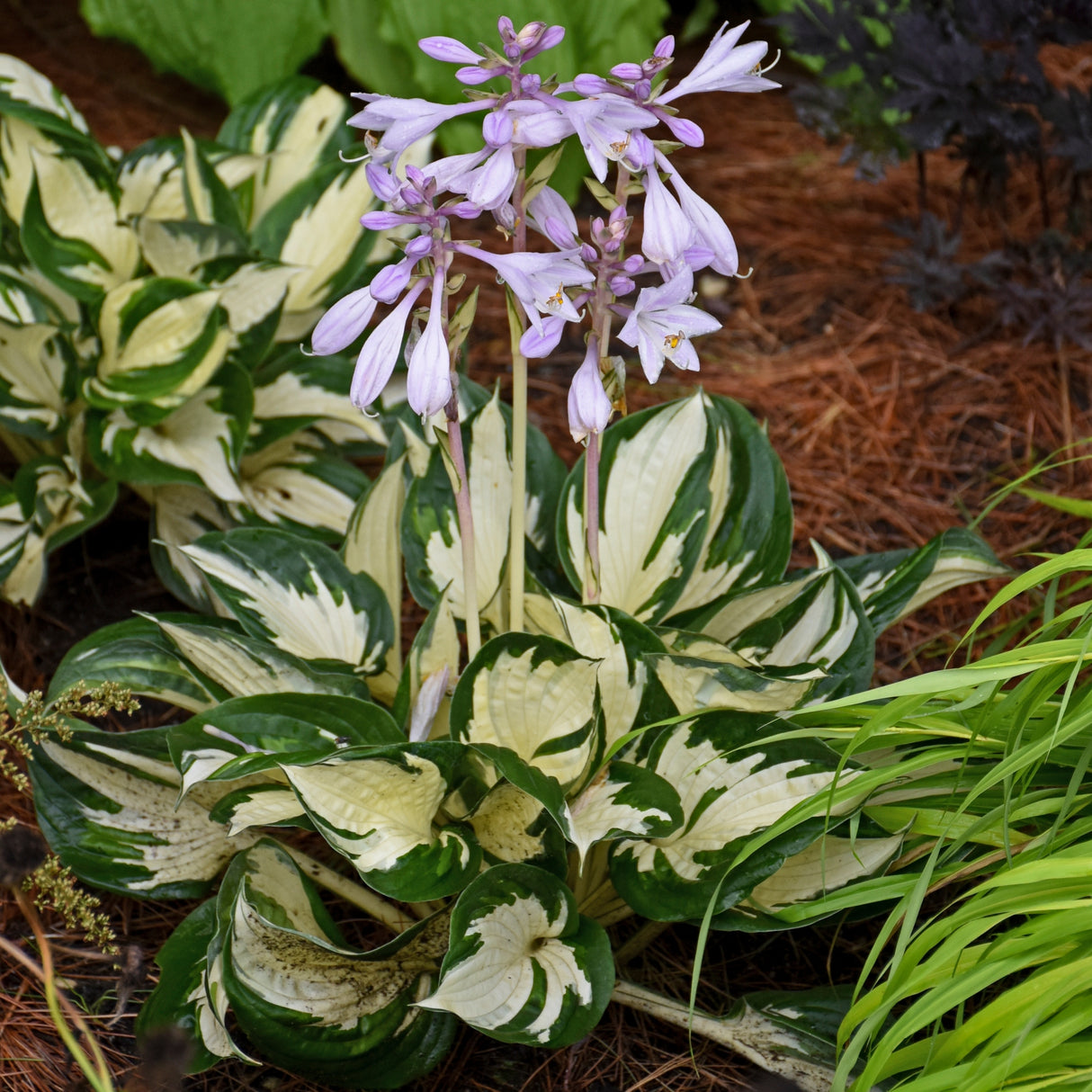Fire and Ice Hosta
