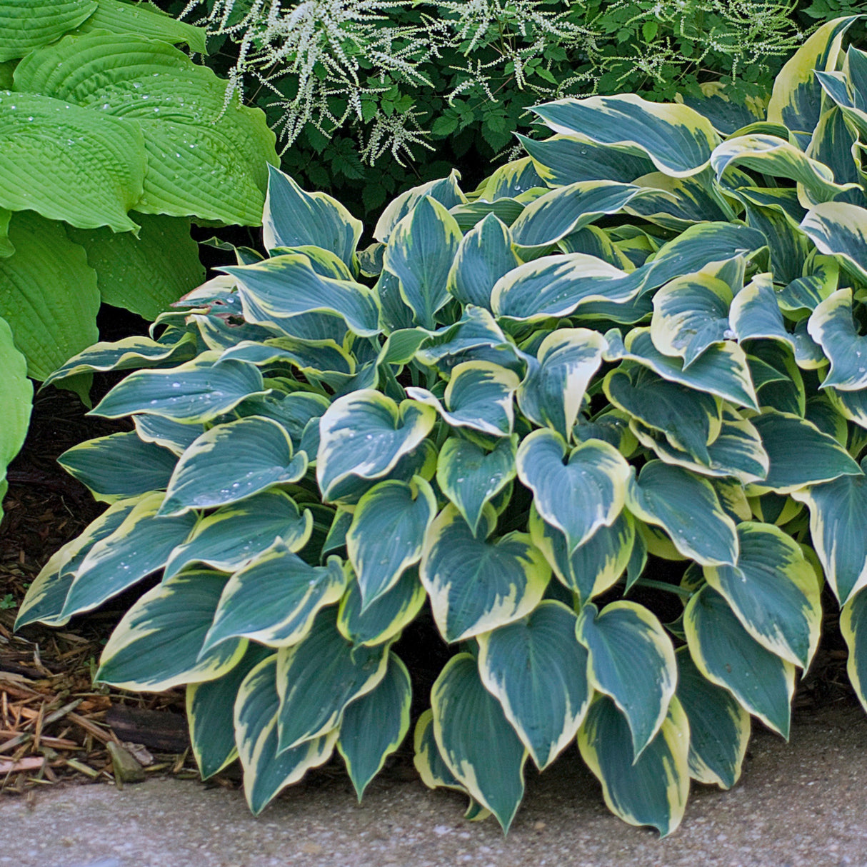 First Frost Hosta