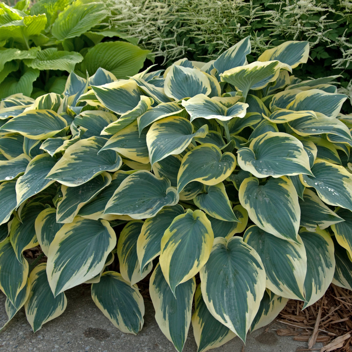 First Frost Hosta