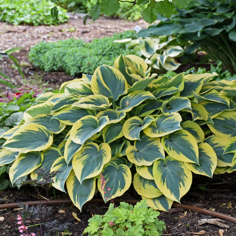 First Frost Hosta