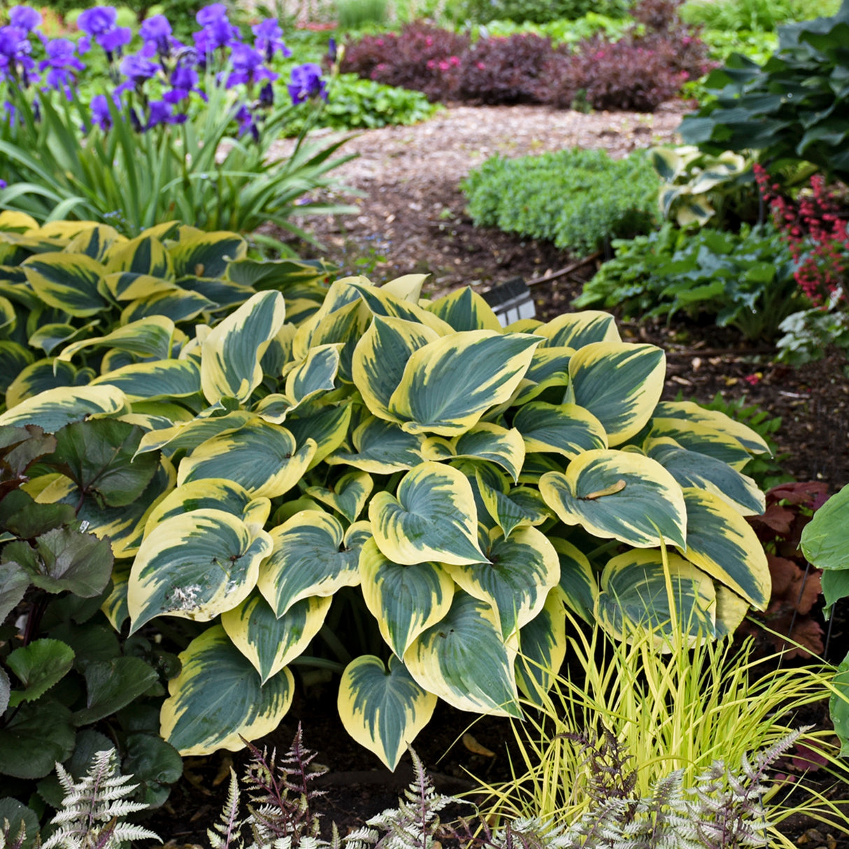 First Frost Hosta