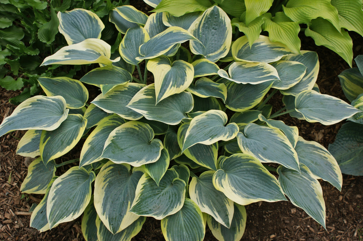 First Frost Hosta
