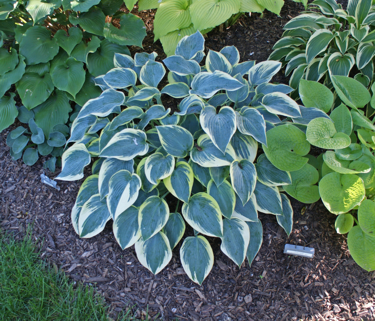 First Frost Hosta