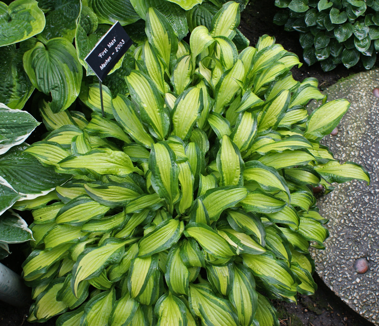 First Mate Hosta