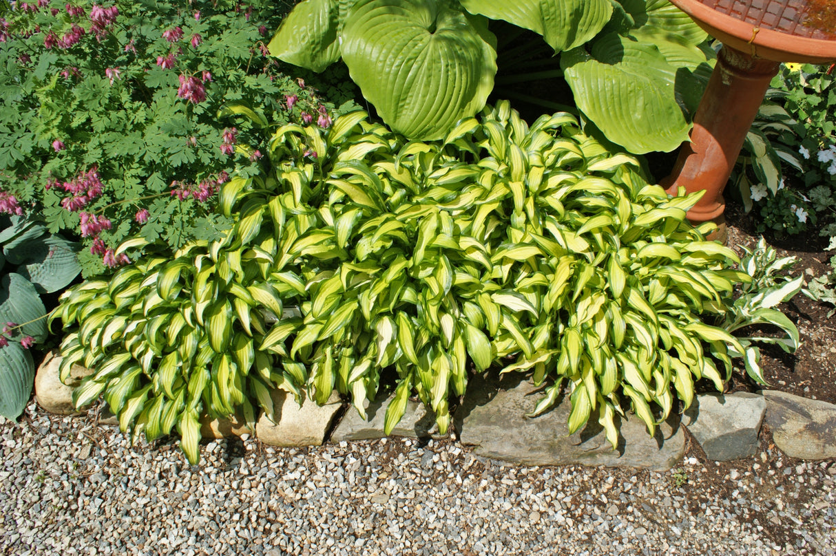 First Mate Hosta