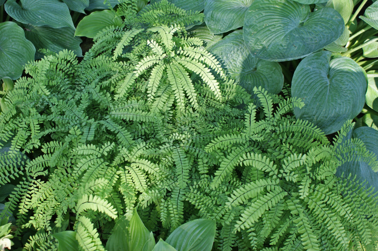 Five Finger Maidenhair Fern