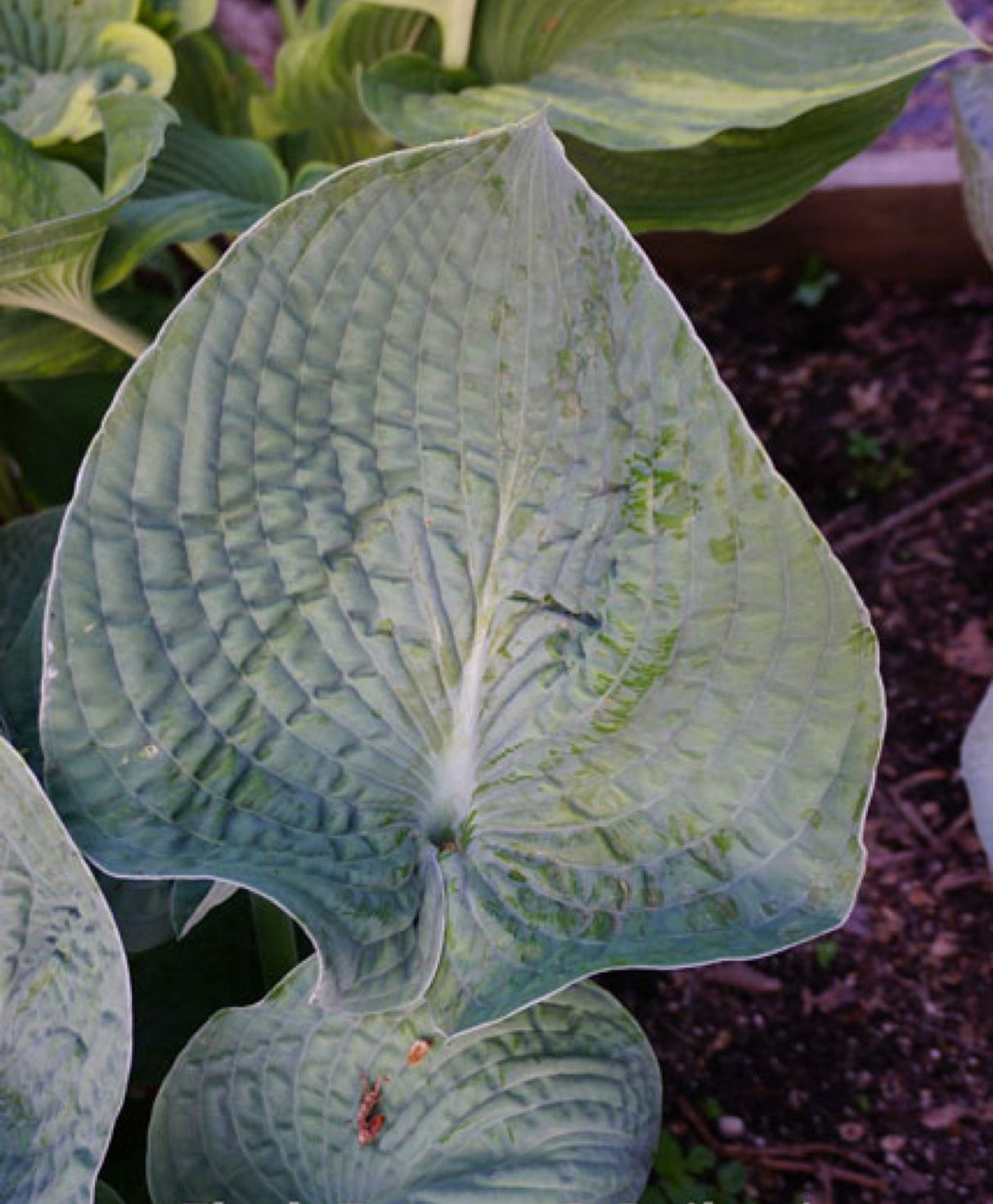 Flash Freeze Hosta