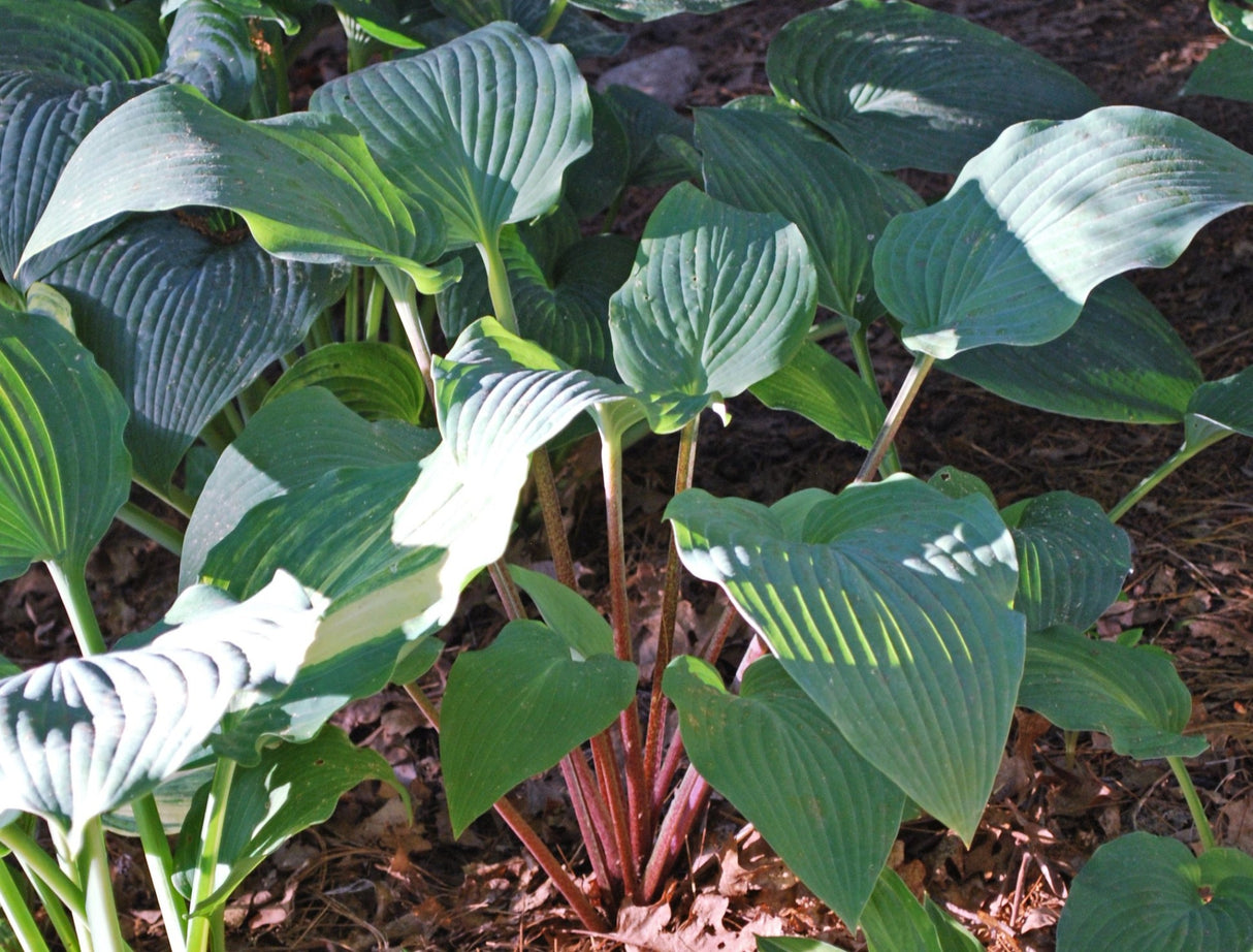 Florence Nightingale Hosta