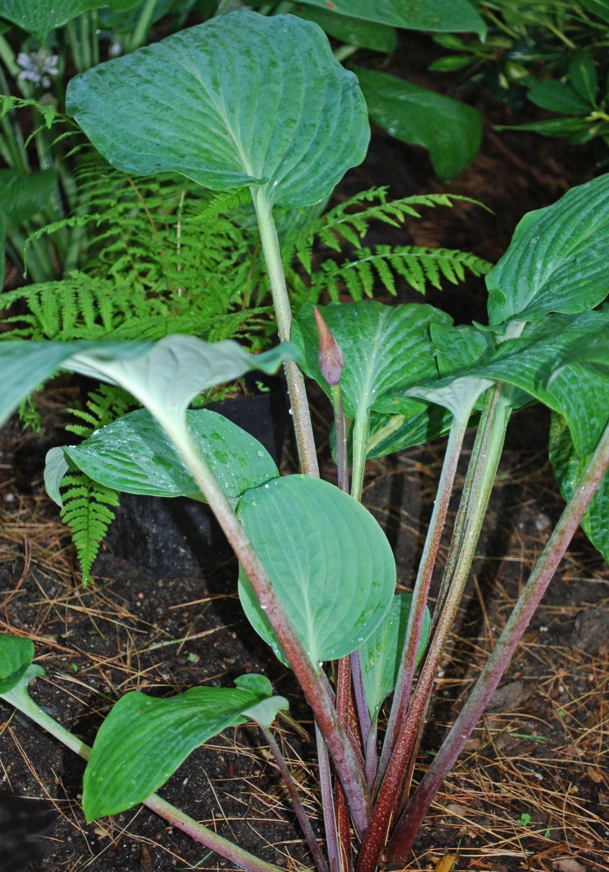 Florence Nightingale Hosta