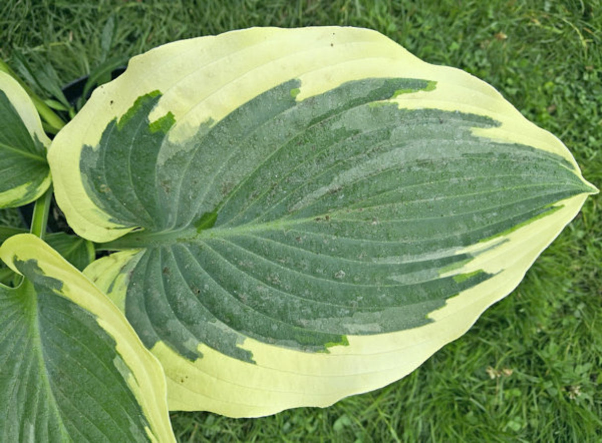 For Loved Ones Hosta