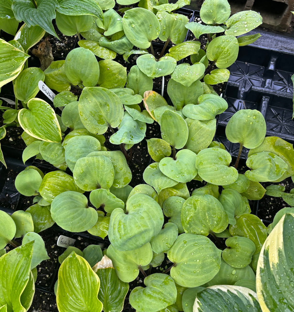 Forbidden Planet Hosta