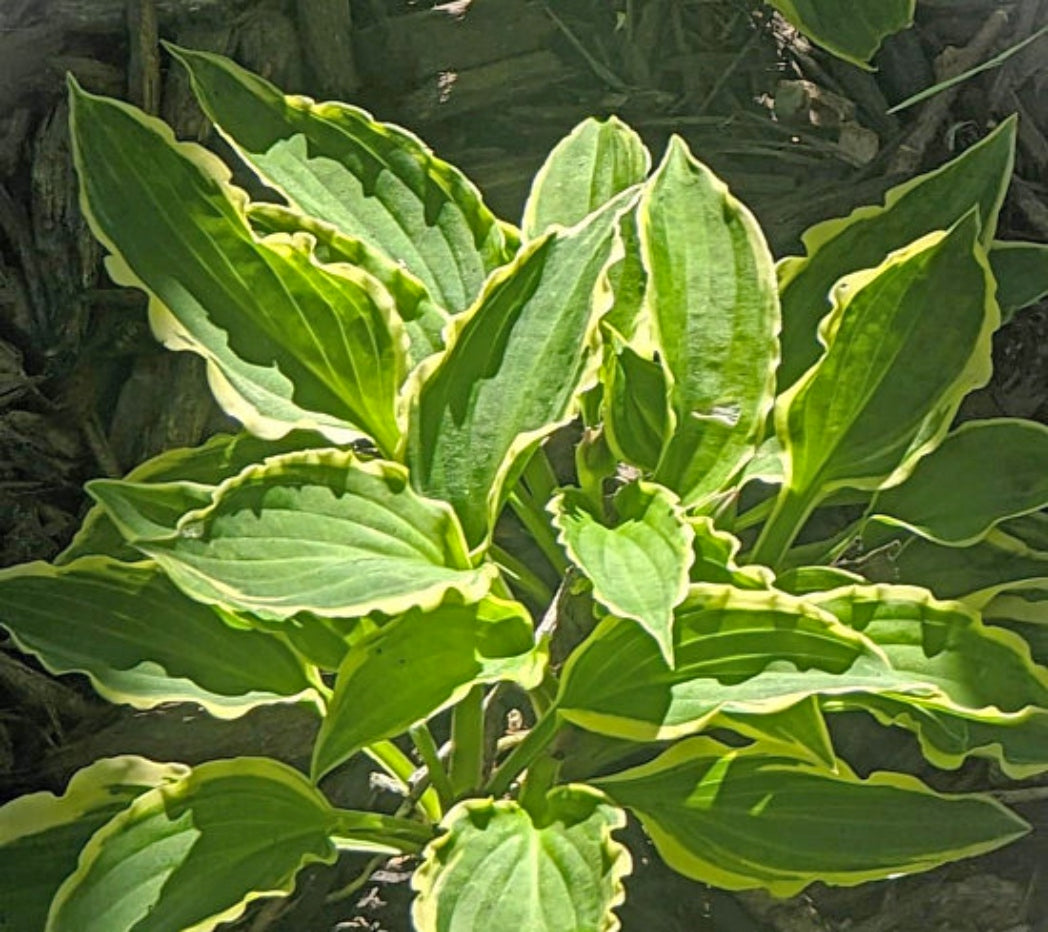 Forest Nymph Hosta