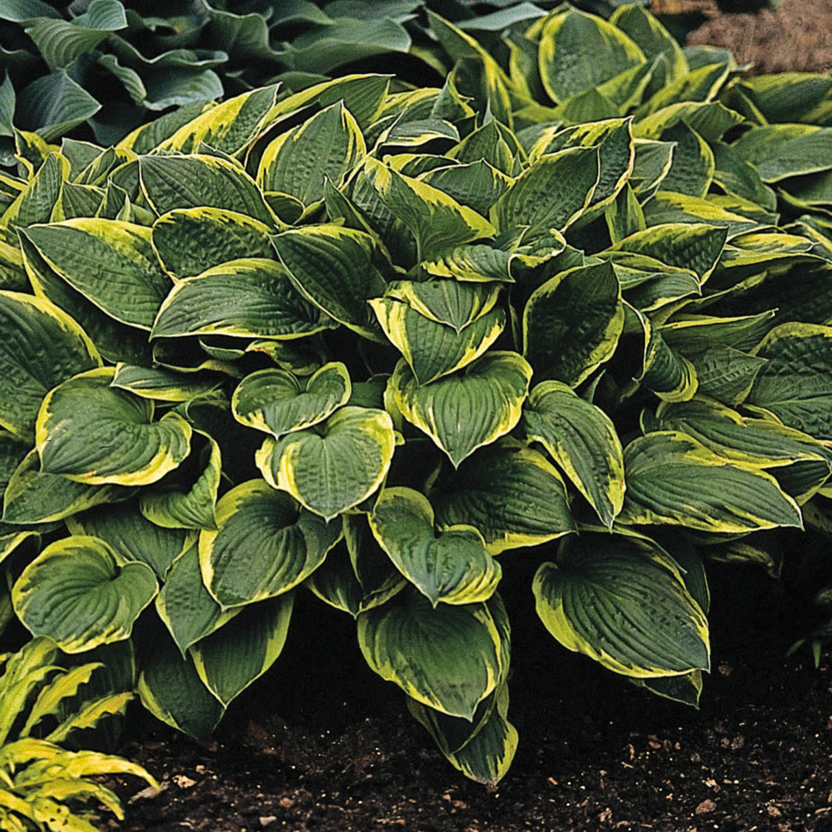Fortunei Aureomarginata Hosta