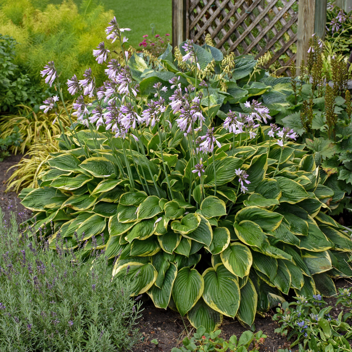 Fortunei Aureomarginata Hosta