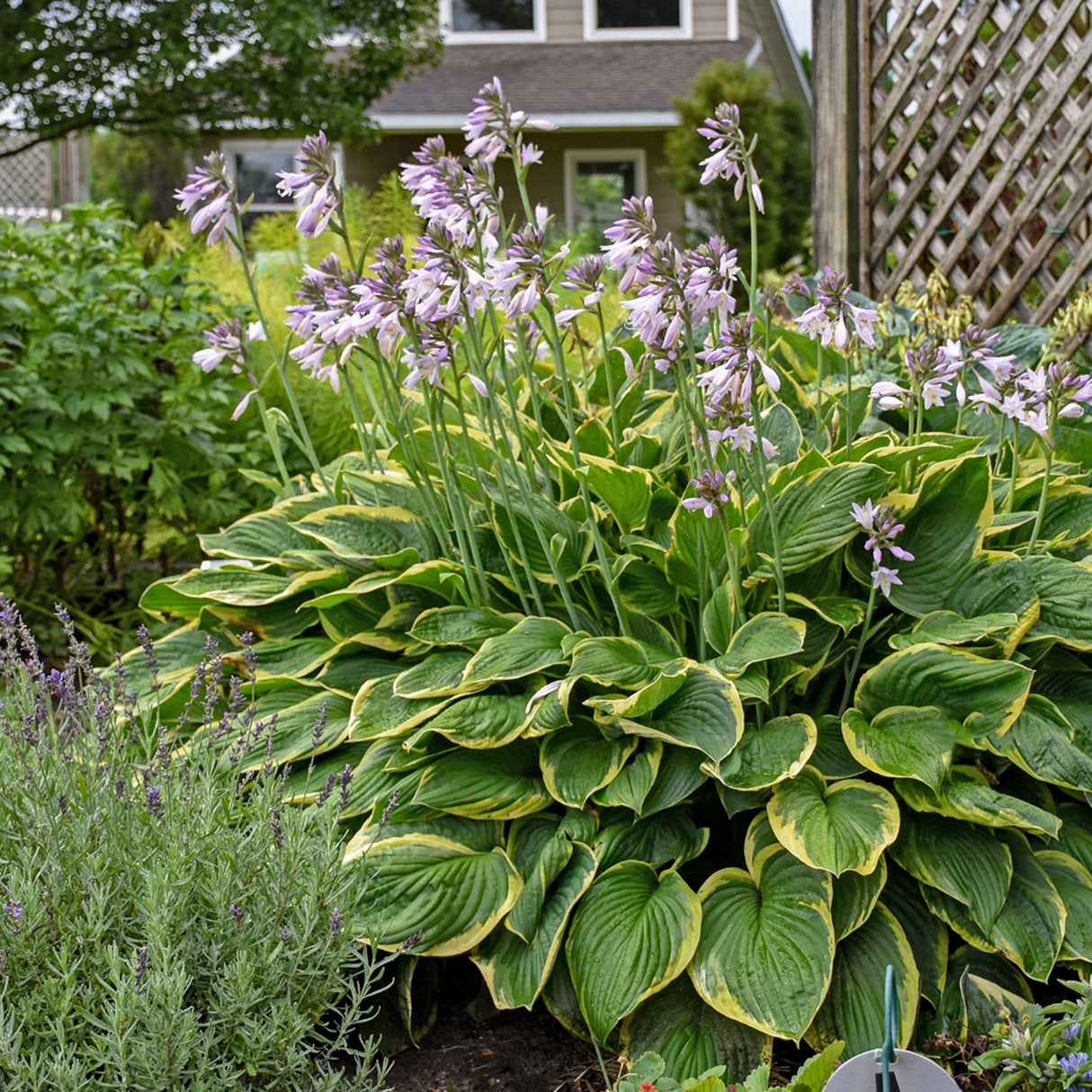 Fortunei Aureomarginata Hosta