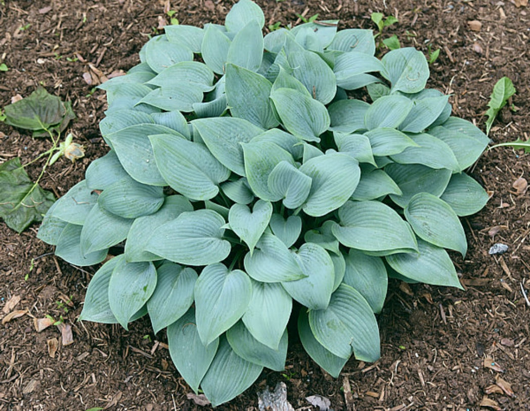 Fragrant Blue Hosta