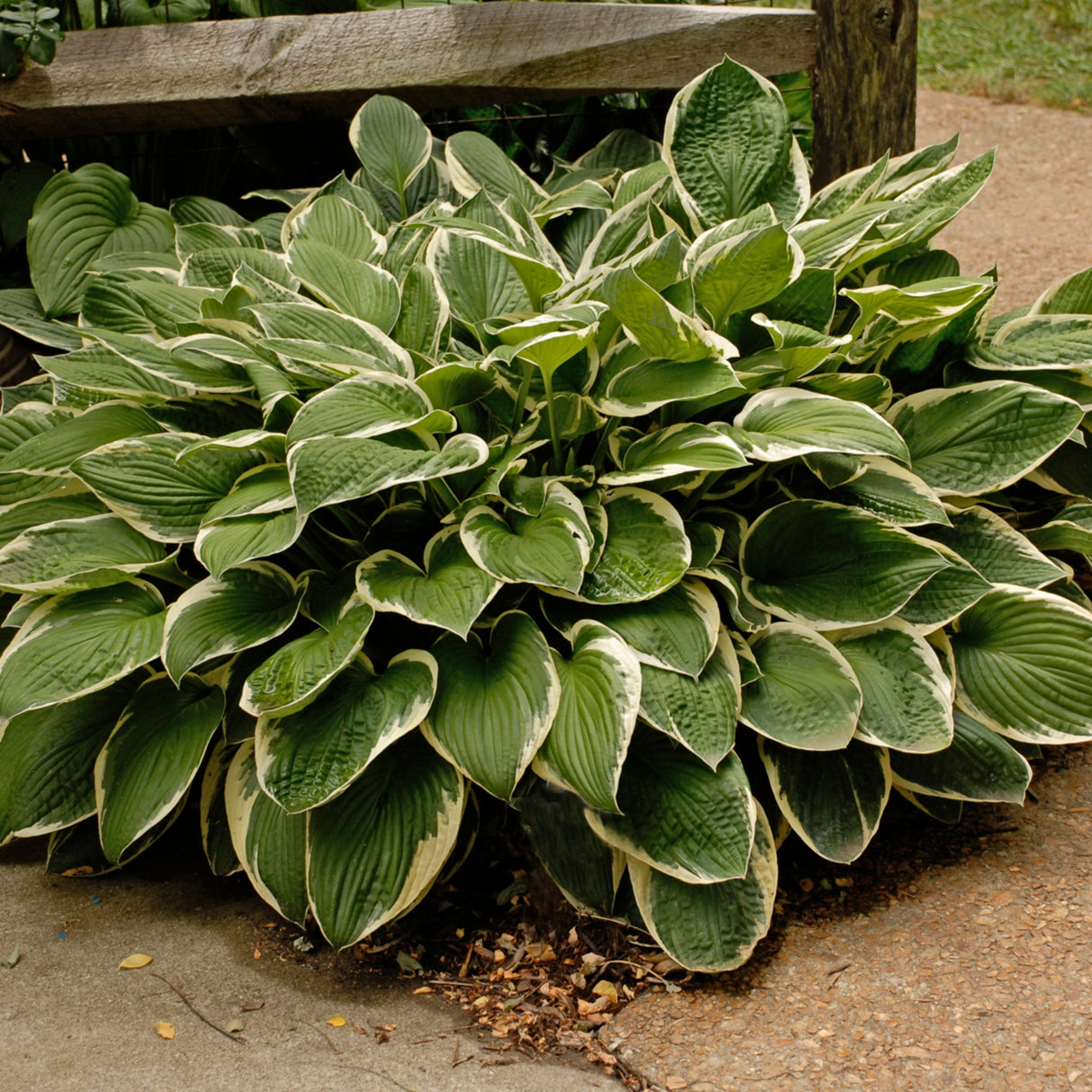 Francee Hosta
