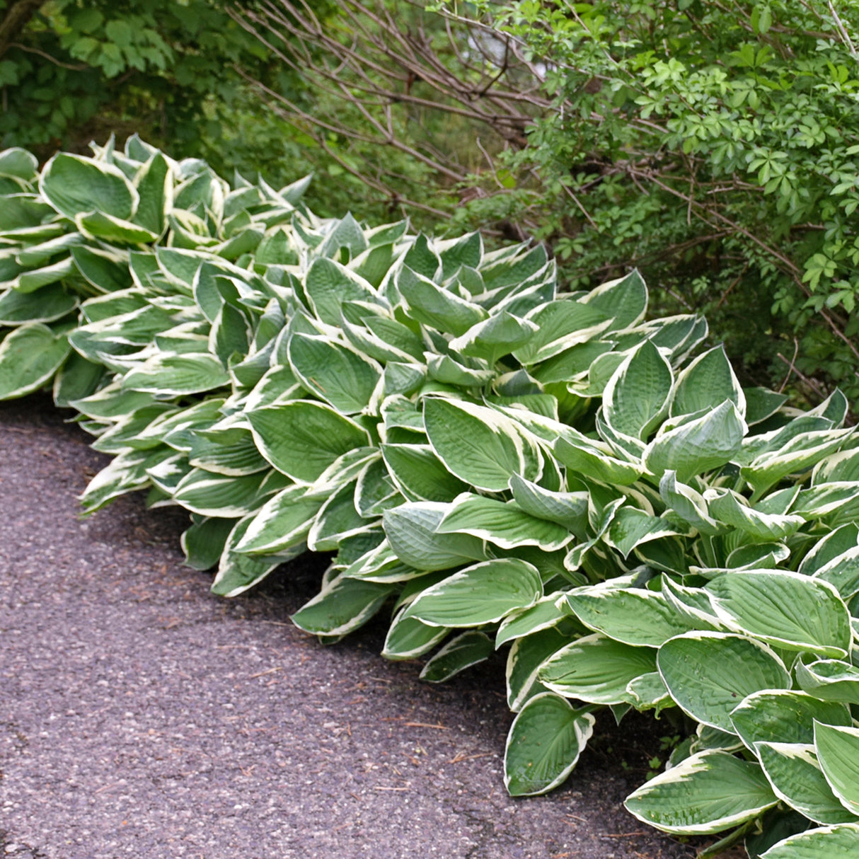 Francee Hosta