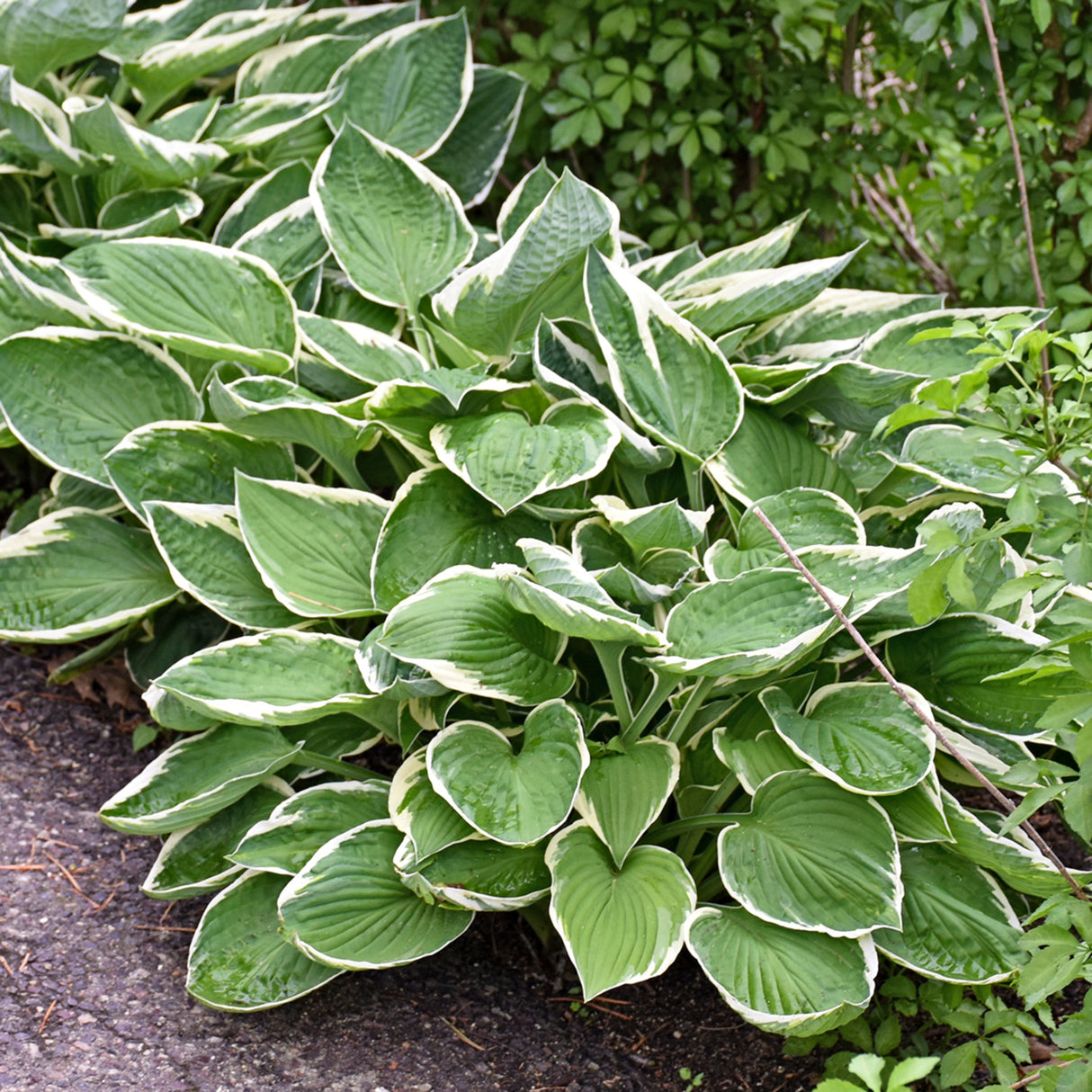 Francee Hosta