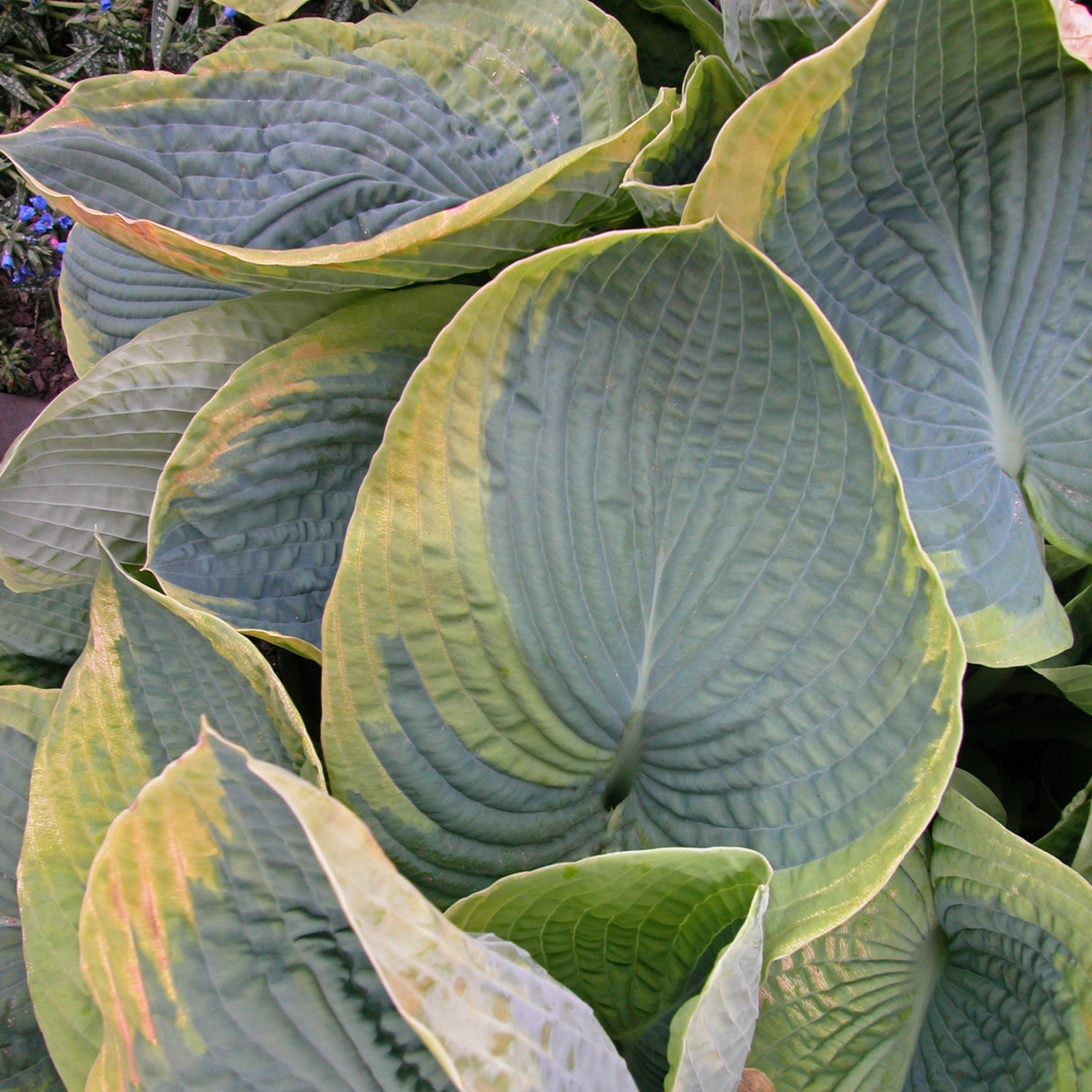 Frances Williams Hosta - 4.5 Inch Container