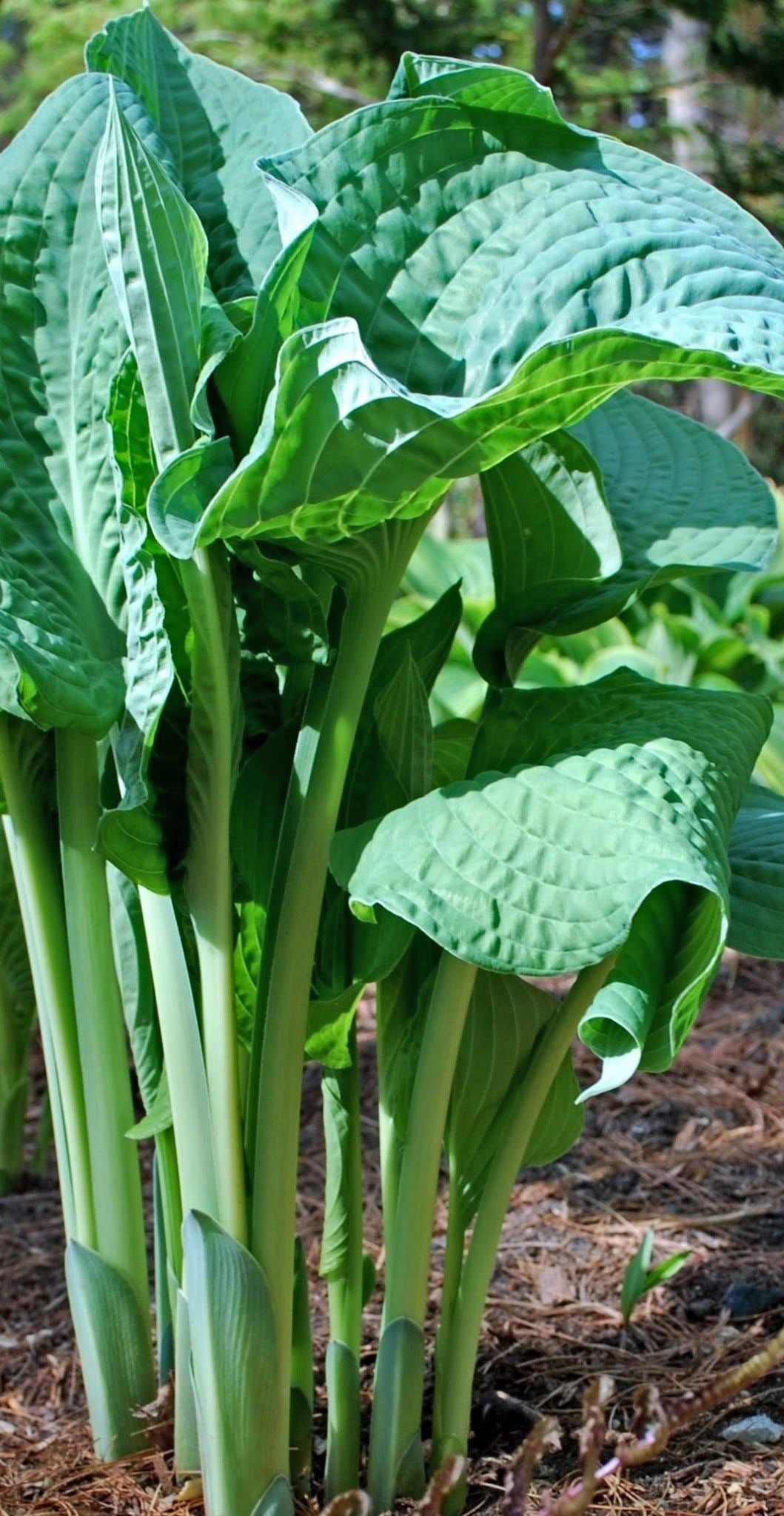 Frank Lloyd Wright Hosta