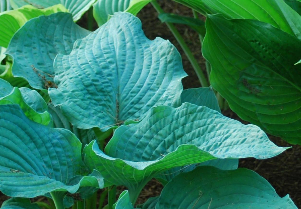 Frank Lloyd Wright Hosta
