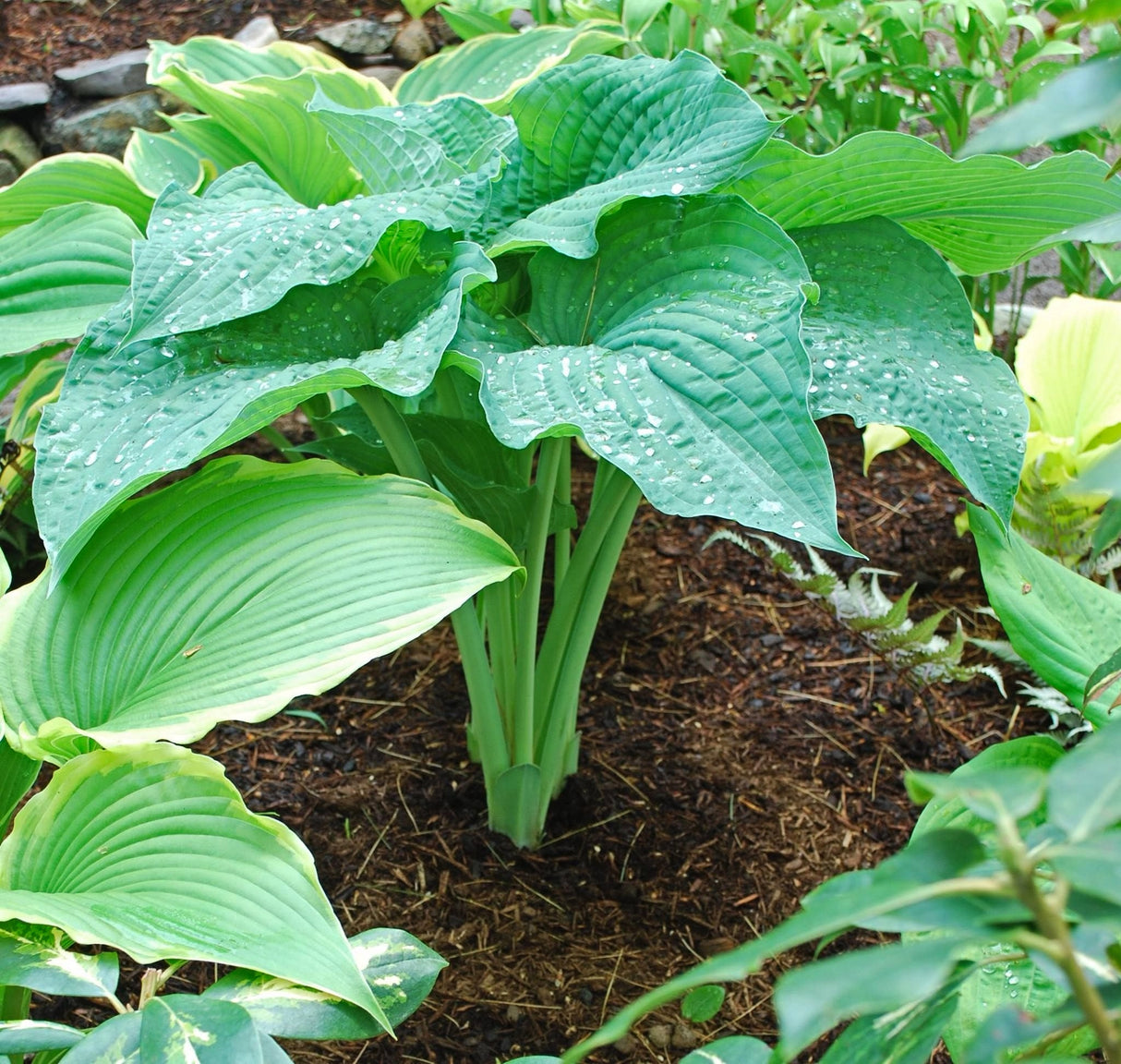 Frank Lloyd Wright Hosta