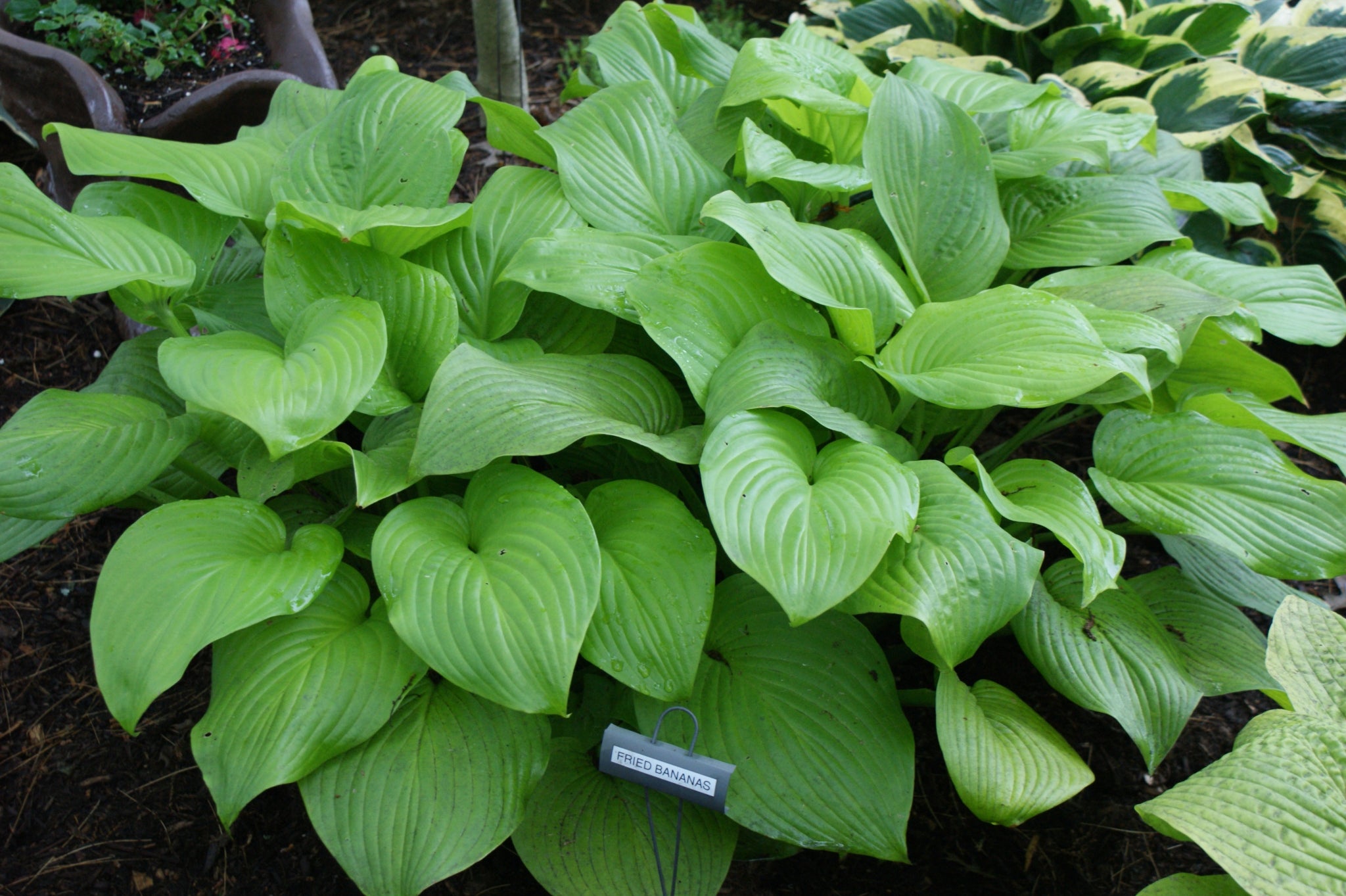 Fried Bananas Hosta - Fragrant Shade Perennial Hostas