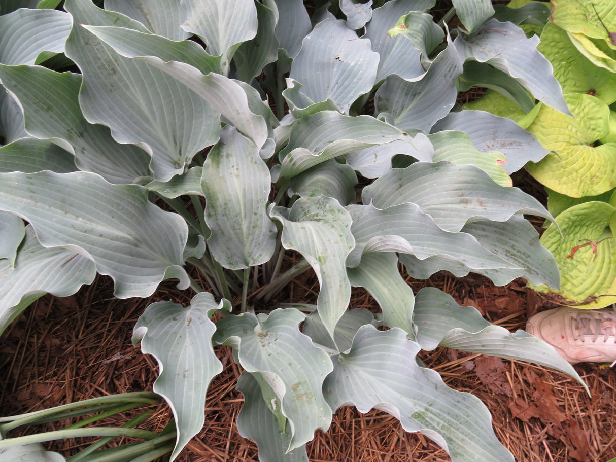 Frill Ride Hosta