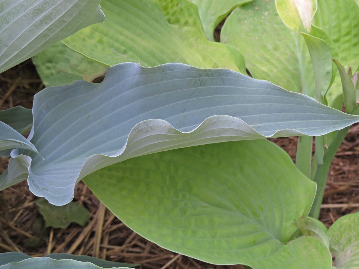 Frill Ride Hosta