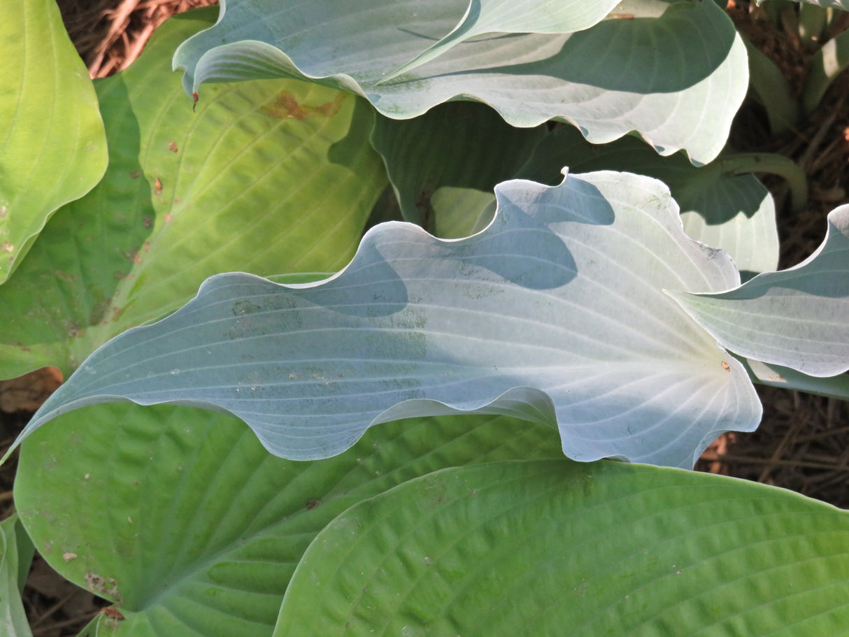 Frill Ride Hosta