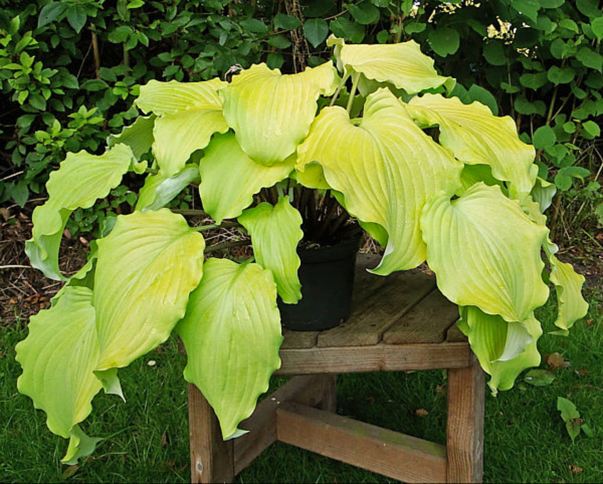Frisian Hanging Down Hosta