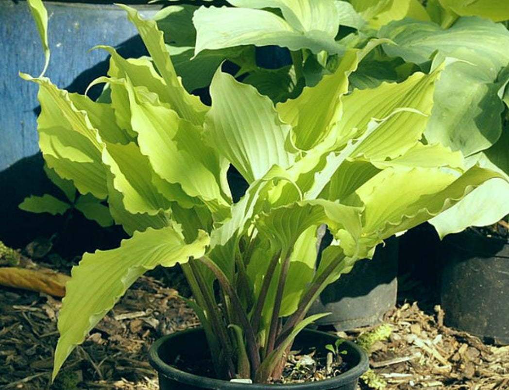 Frisian Sun Wave Hosta Courtesy of The Hosta Library