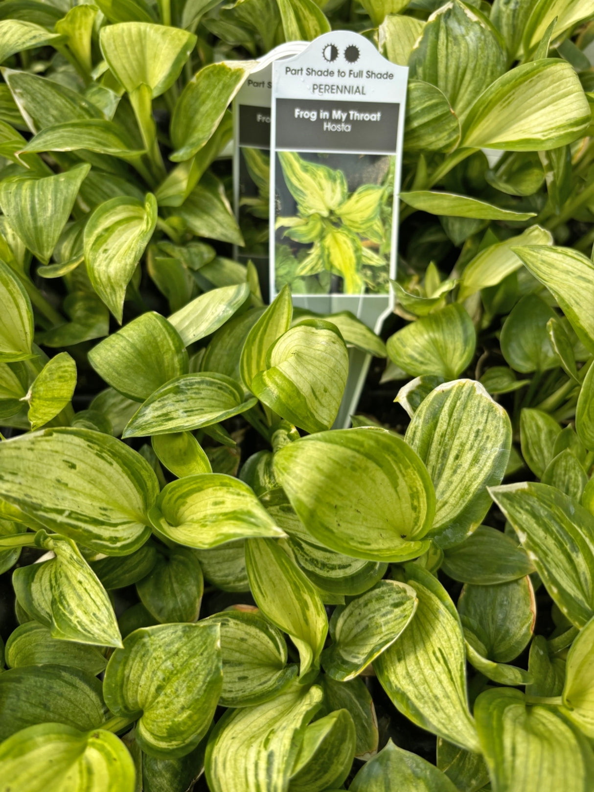 Frog in My Throat Hosta