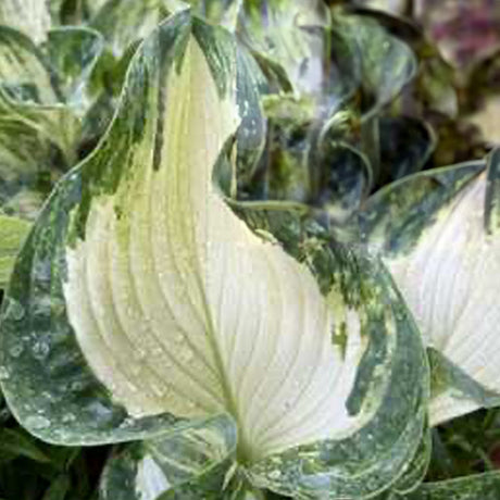 Frog in My Throat Hosta