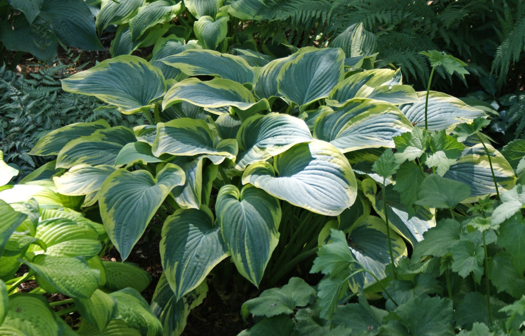 Frost Giant Hosta | Giant Elegant Hosta | Blue Green Hosta Plant Yellow  Margins – NH Hostas