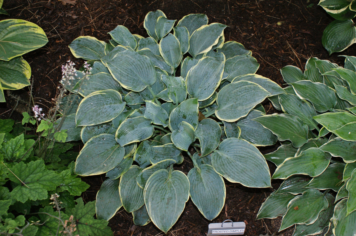 Frosted Dimples Hosta