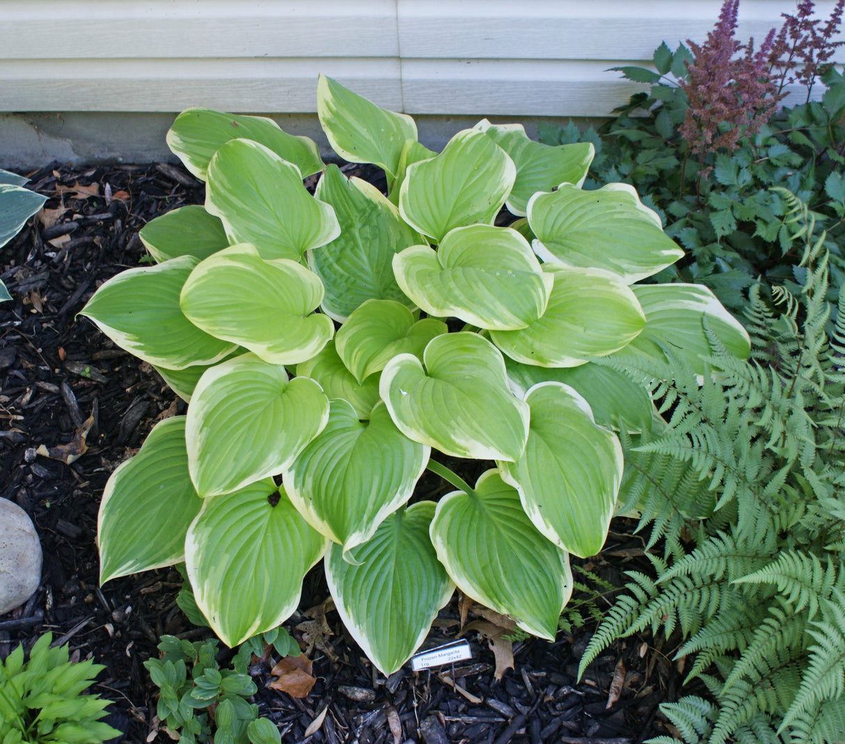 Frozen Margarita Hosta