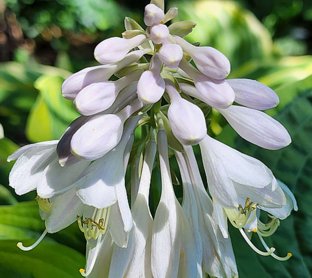 Garden Treasure Hosta Courtesy of The Hosta Library
