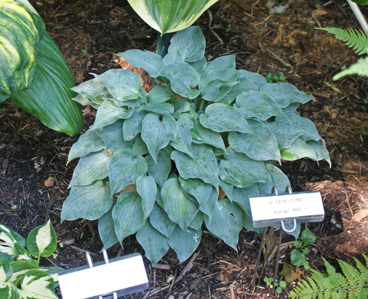 Gemstone Hosta