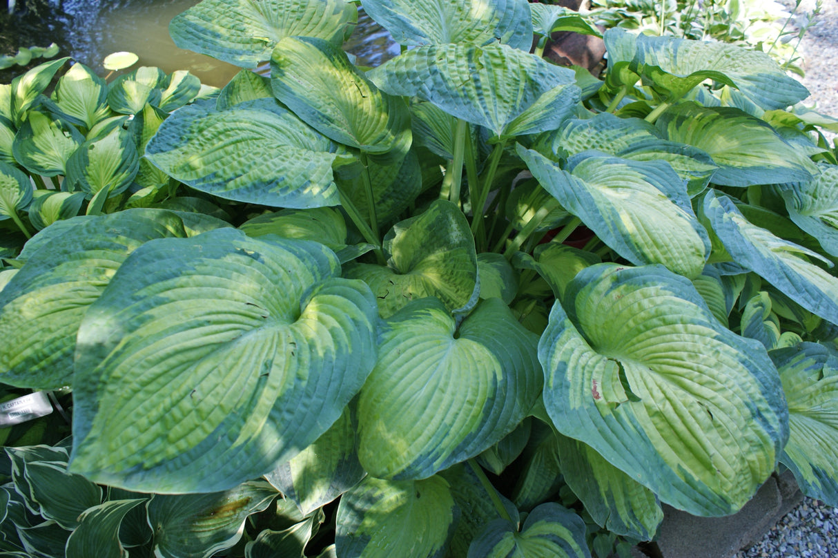 George Smith Hosta
