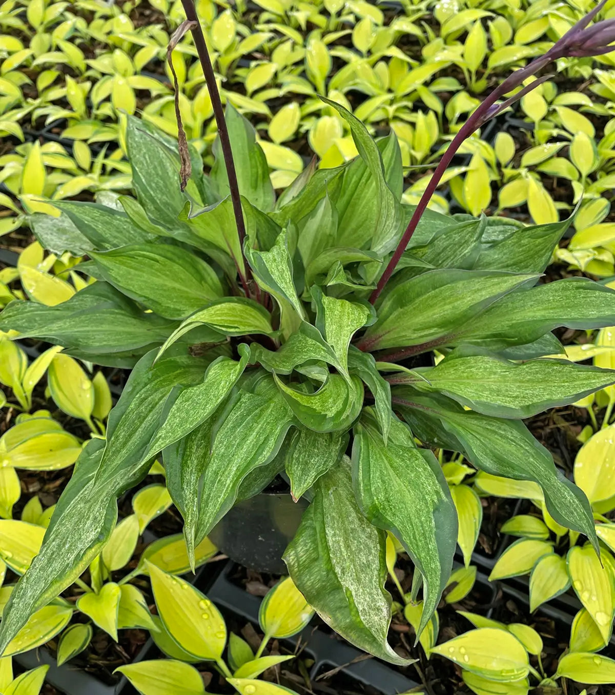 Ghost Blush Hosta Courtesy of Heemskerk