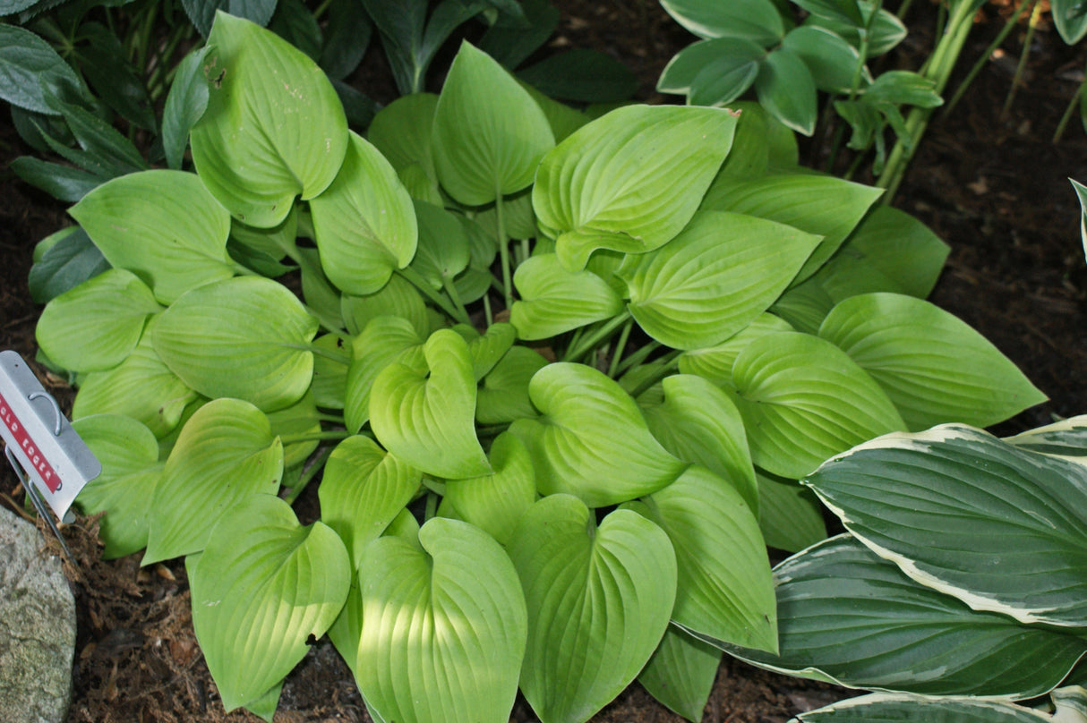 Gold Edger Hosta